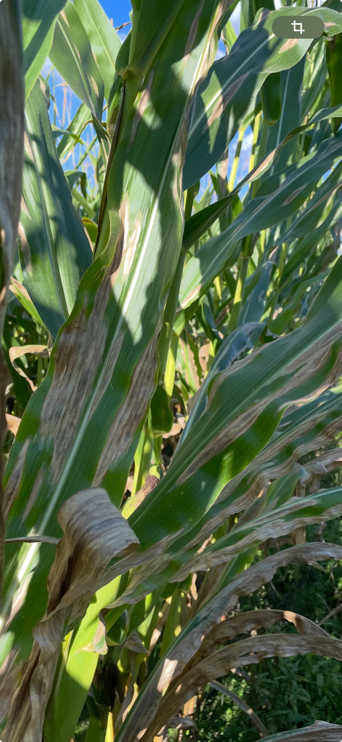 Brûlure du Nord maïs plant 4sept2025